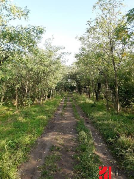 Sale Agrarian and forest land, Agrarian and forest land, Južná, Senec,